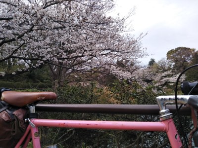 桜デローザ