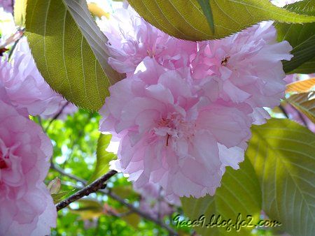ばりばり日が照ってる　眩しい　青空の日の八重桜の写真　1