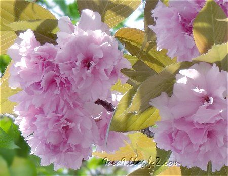 ばりばり日が照ってる　眩しい　青空の日の八重桜の写真　2