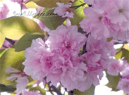 ばりばり日が照ってる　眩しい　青空の日の八重桜の写真　3