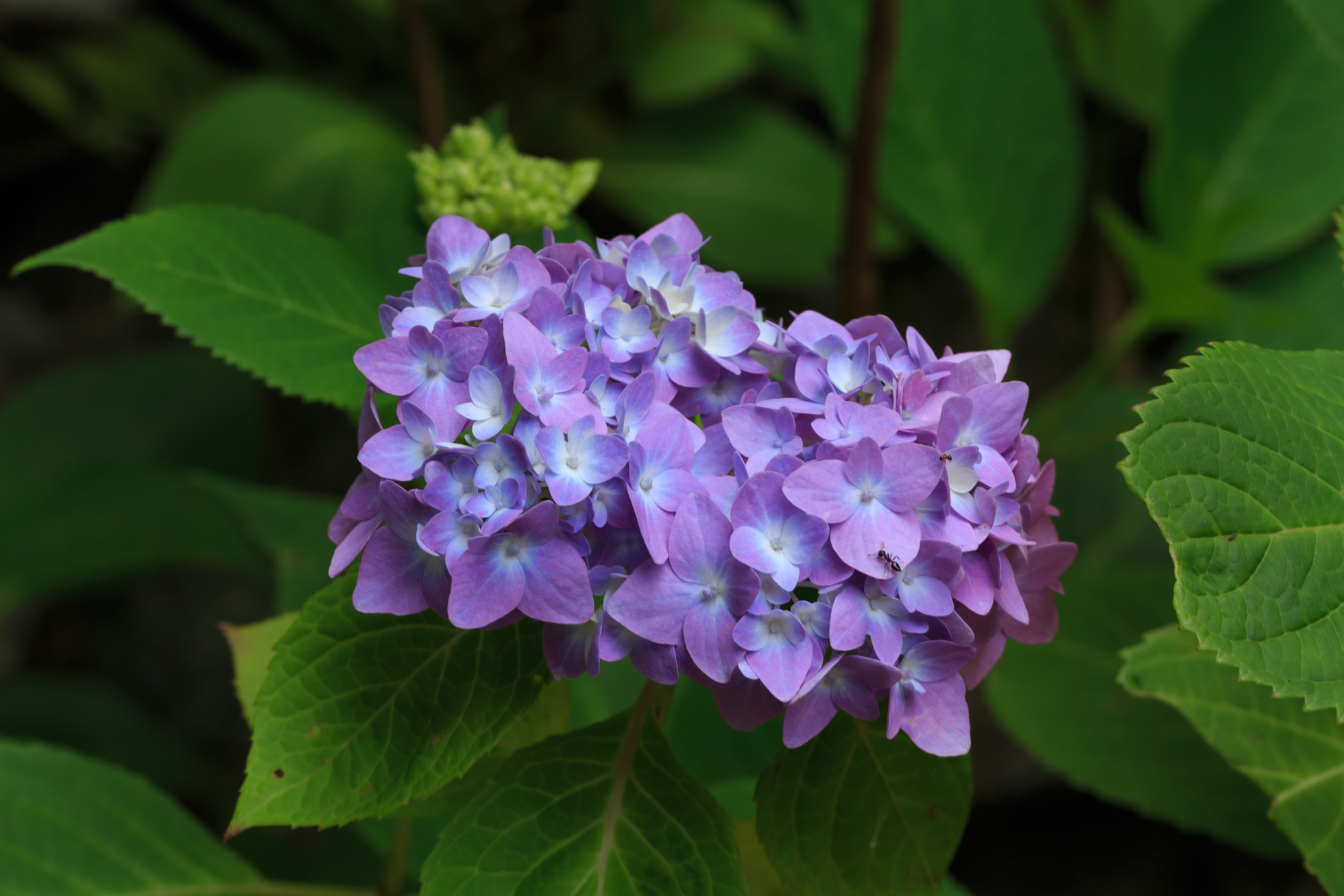 ムラサキ紫陽花