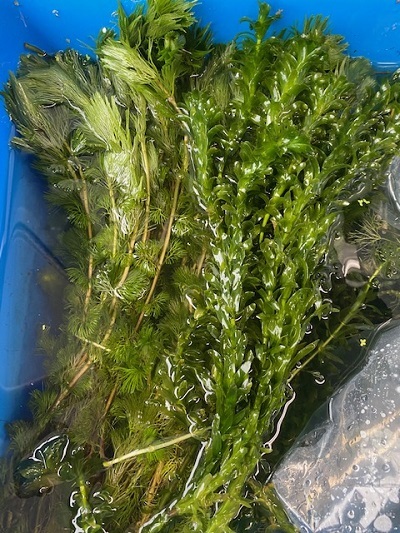 金魚藻0508