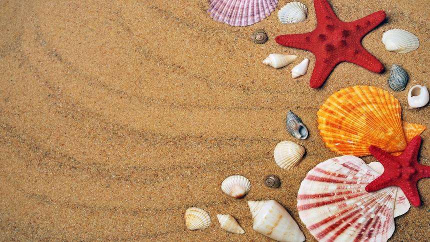 Sea-shells.jpg