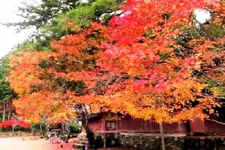 京都 高雄山 神護寺の紅葉14