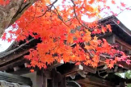 京都 高雄山 神護寺の紅葉13