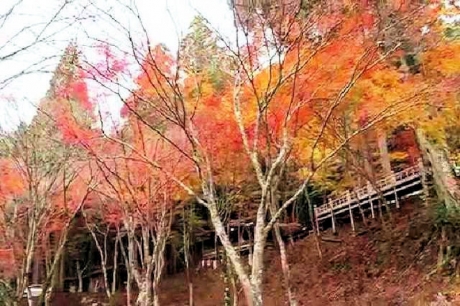 京都 高雄山 神護寺の紅葉6