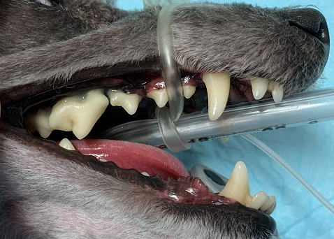 歯の写真　２
