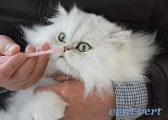 猫の歯磨き1