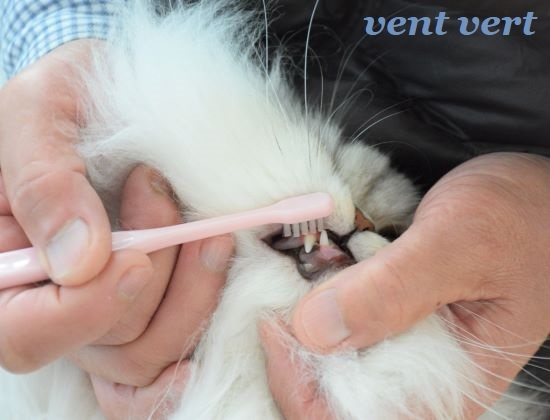 猫の歯磨き6