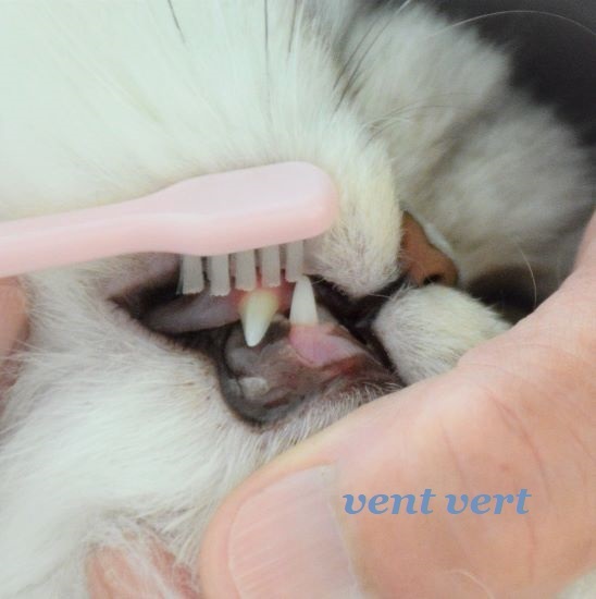 猫の歯磨き７