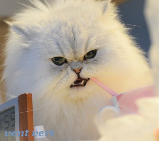 猫が歯磨き7