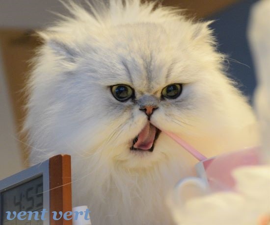 猫が歯磨き8