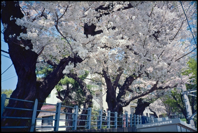 大倉山桜