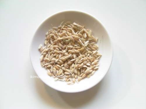プランター稲の籾