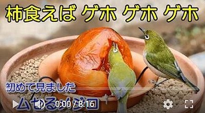 バードフィーダー柿編動画