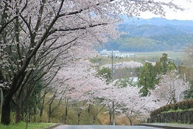 春日山の桜