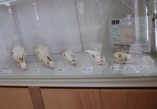 浜松市動物園　草食動物頭骨コレクション