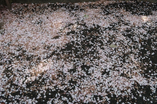 浜松市動物園　桜