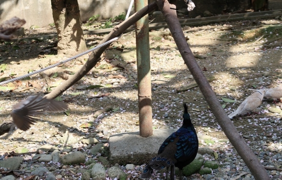 浜松市動物園パラワンコクジャク