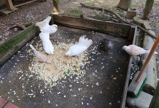 浜松市動物園　鳩たち