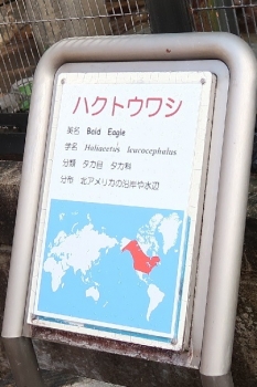 浜松市動物園　ハクトウワシ