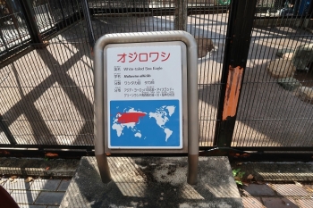 浜松市動物園　オジロワシ
