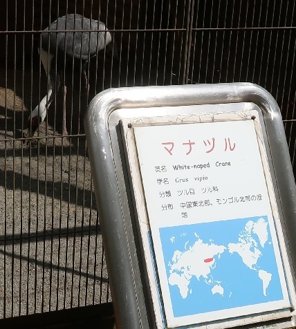 浜松市動物園　マナヅル