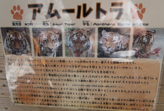 浜松市動物園　アムールトラ
