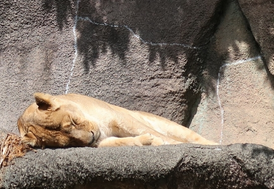 浜松市動物園　ライオン
