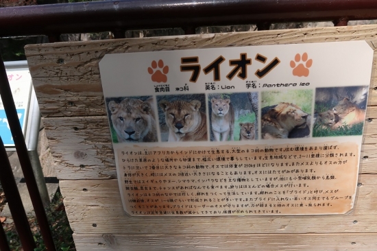 浜松市動物園　ライオン