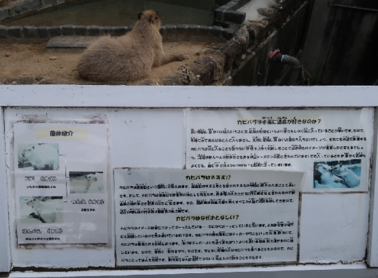 浜松市動物園　カピバラ