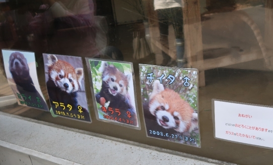 浜松市動物園　レッサーパンダ