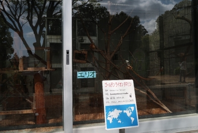 浜松市動物園　ゴールデンライオンタマリン