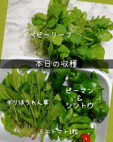 6-25野菜収穫