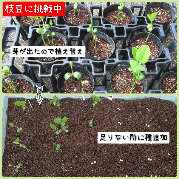7-17枝豆植え替え