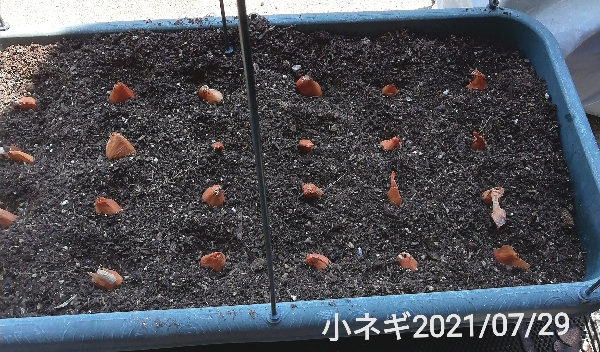 7-29ネギ種植え