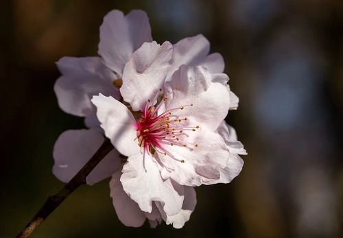 cherry-blossom-6084249_960_720.jpg