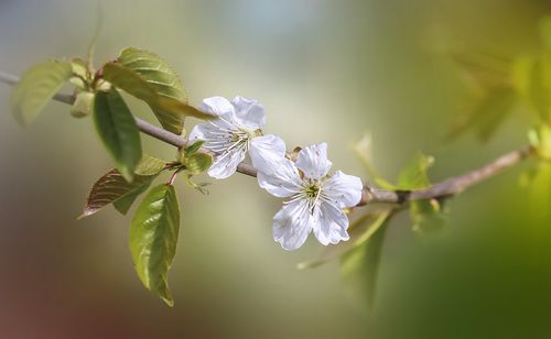 cherry-blossom-6248736_960_720.jpg