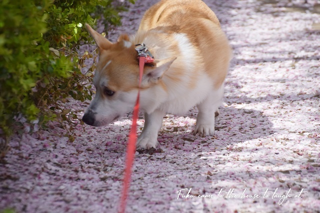 桜の絨毯歩いたよ