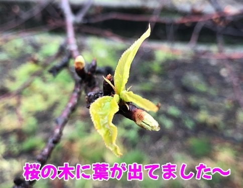 桜の葉