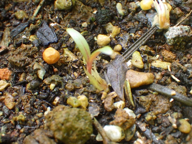 キバナセンニチコウの芽