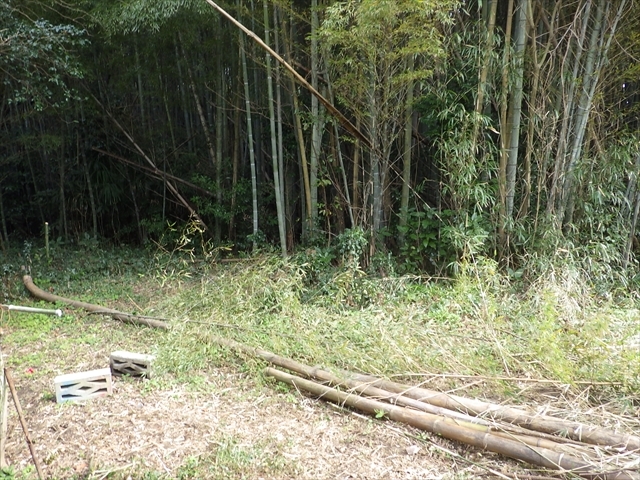 竹を伐採