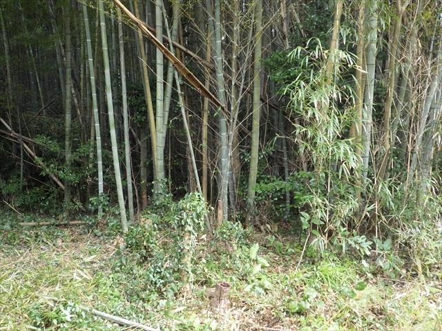 竹を伐採