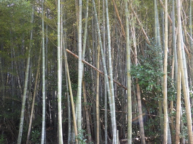 竹林伐採