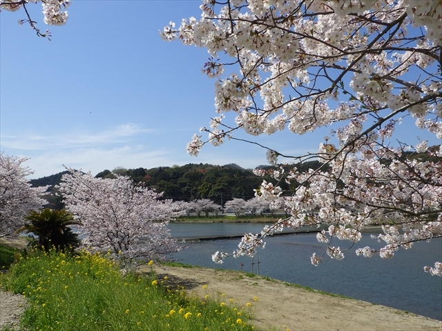 今川の桜
