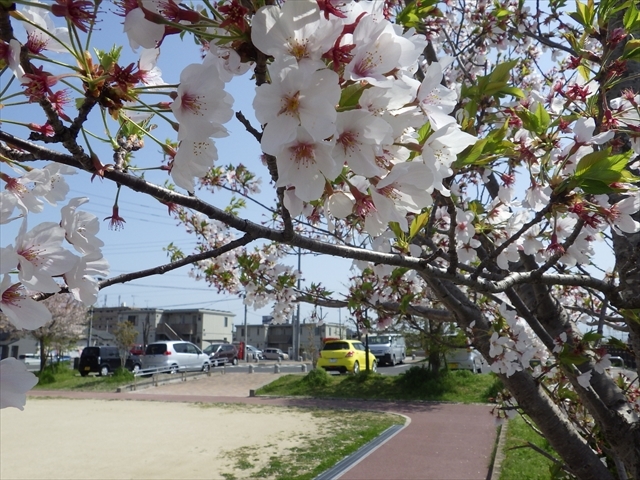 井尻川公園の桜
