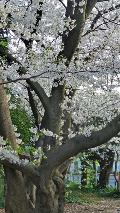ソメイヨシノ　桜の木