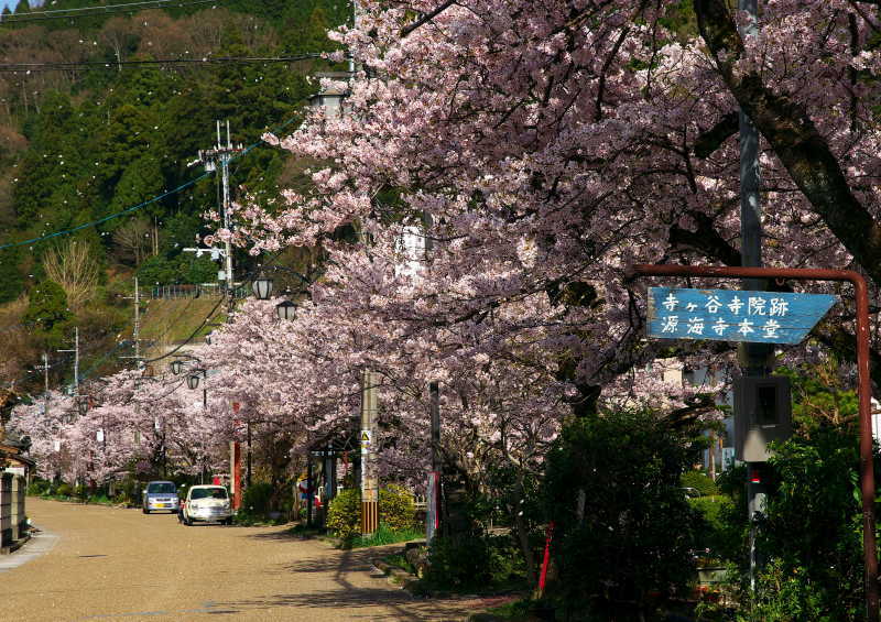 醒ヶ井桜 (6)