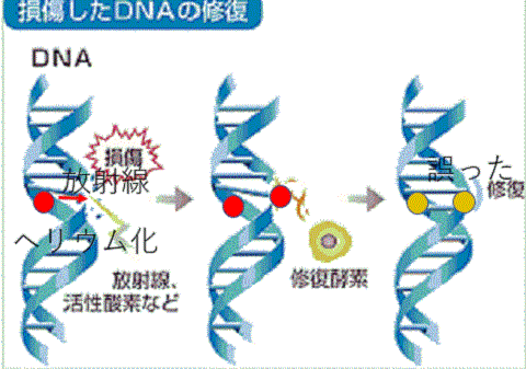 DNA２重鎖切断のDNA修復
