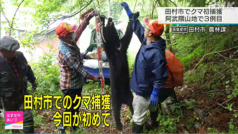福島県田村市でのクマ捕獲を流すNHK
